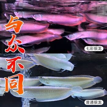 銀龍魚百科，觀賞魚界的“水中貴族”銀龍魚，優(yōu)雅且“跳躍”能力 銀龍魚百科，觀賞魚界的“水中貴族”銀龍魚，優(yōu)雅且“跳躍”能力 龍魚百科