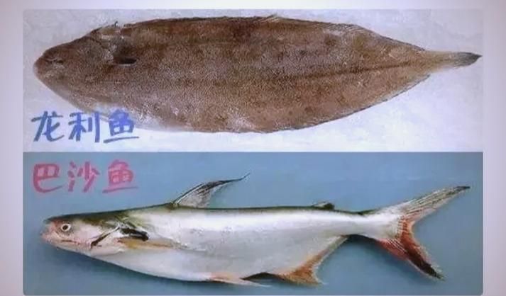 如何辨別真假龍利魚圖片對比，如何辨別真假龍利魚