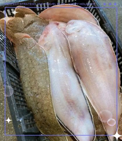 如何辨別真假龍利魚圖片對比，如何辨別真假龍利魚