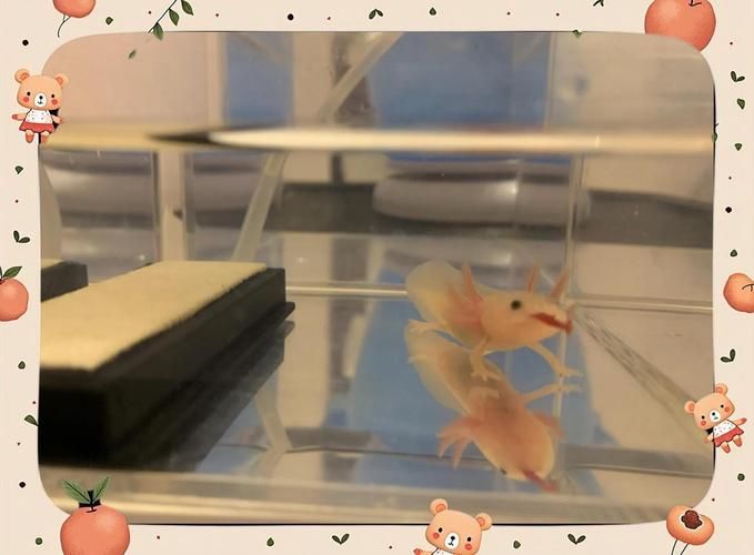 六角龍飼養空間配置清單，六角龍飼養空間配置清單（墨西哥鈍口螈）飼養空間配置清單