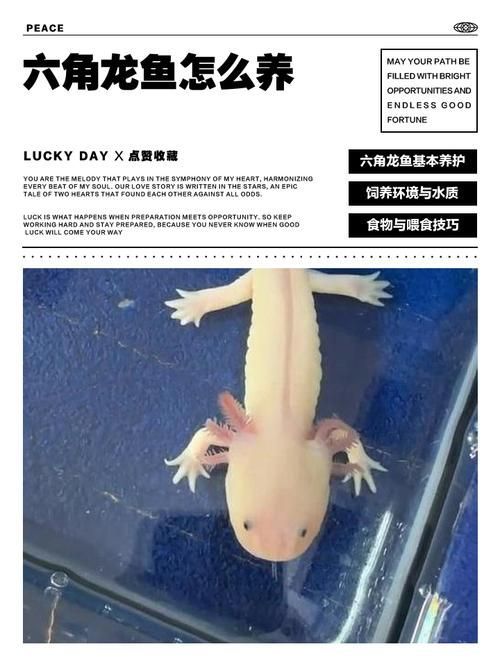 六角龍飼養空間配置清單，六角龍飼養空間配置清單（墨西哥鈍口螈）飼養空間配置清單