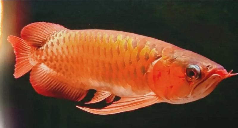龍魚炸鱗潰爛能活多久，觀賞魚炸鱗防治注意事項木頭人_024