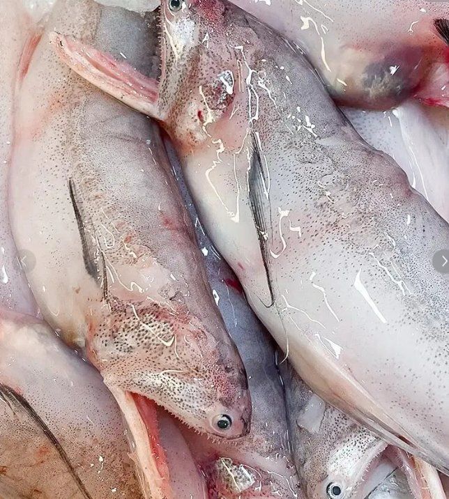 六盤水龍魚有哪些功效和作用？，六盤水龍魚有哪些功效和作用六盤水龍魚有哪些功效和作用