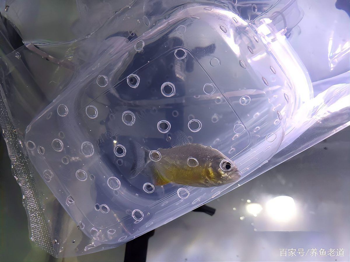 如何判斷龍魚是否處于最佳狀態？，mcp工具（arxiv、廣告）觀賞魚實踐指南（arxiv、廣告）