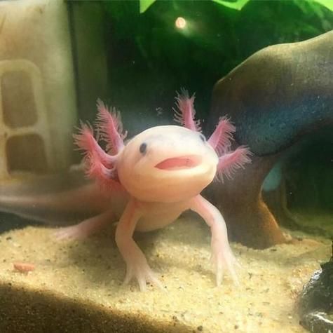 長樂龍魚的飼養方法是什么，福建長樂龍魚的飼養方法詳解“長樂龍魚”并非獨立物種