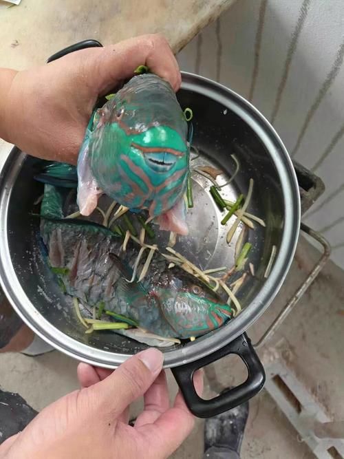 長樂龍魚的飼養方法是什么，福建長樂龍魚的飼養方法詳解“長樂龍魚”并非獨立物種