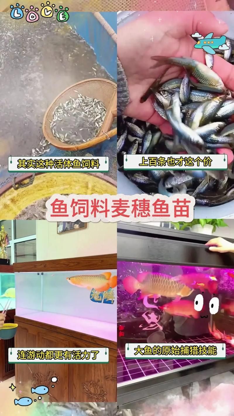長樂龍魚的飼養方法是什么，福建長樂龍魚的飼養方法詳解“長樂龍魚”并非獨立物種