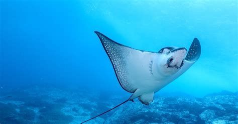 福魟魟魚，水族箱中的明星——福[需手動填充]