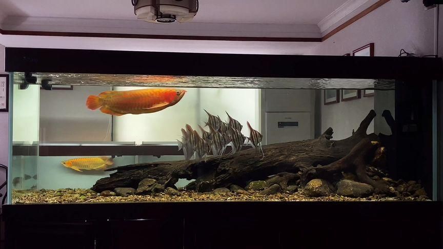 紅龍魚BTL用戶評價，紅龍魚btl紅龍魚btl紅龍魚的養(yǎng)護指南，紅龍魚缸過濾器