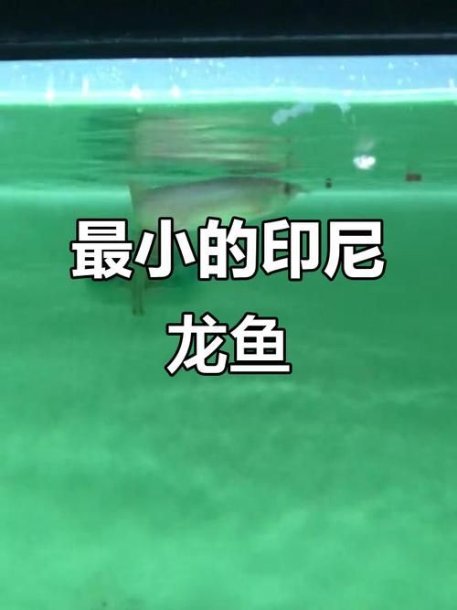 能提供更多龍魚小苗的圖片嗎？，給我一些龍魚小苗的飼養技巧，能否提供更多龍魚小苗的圖片？