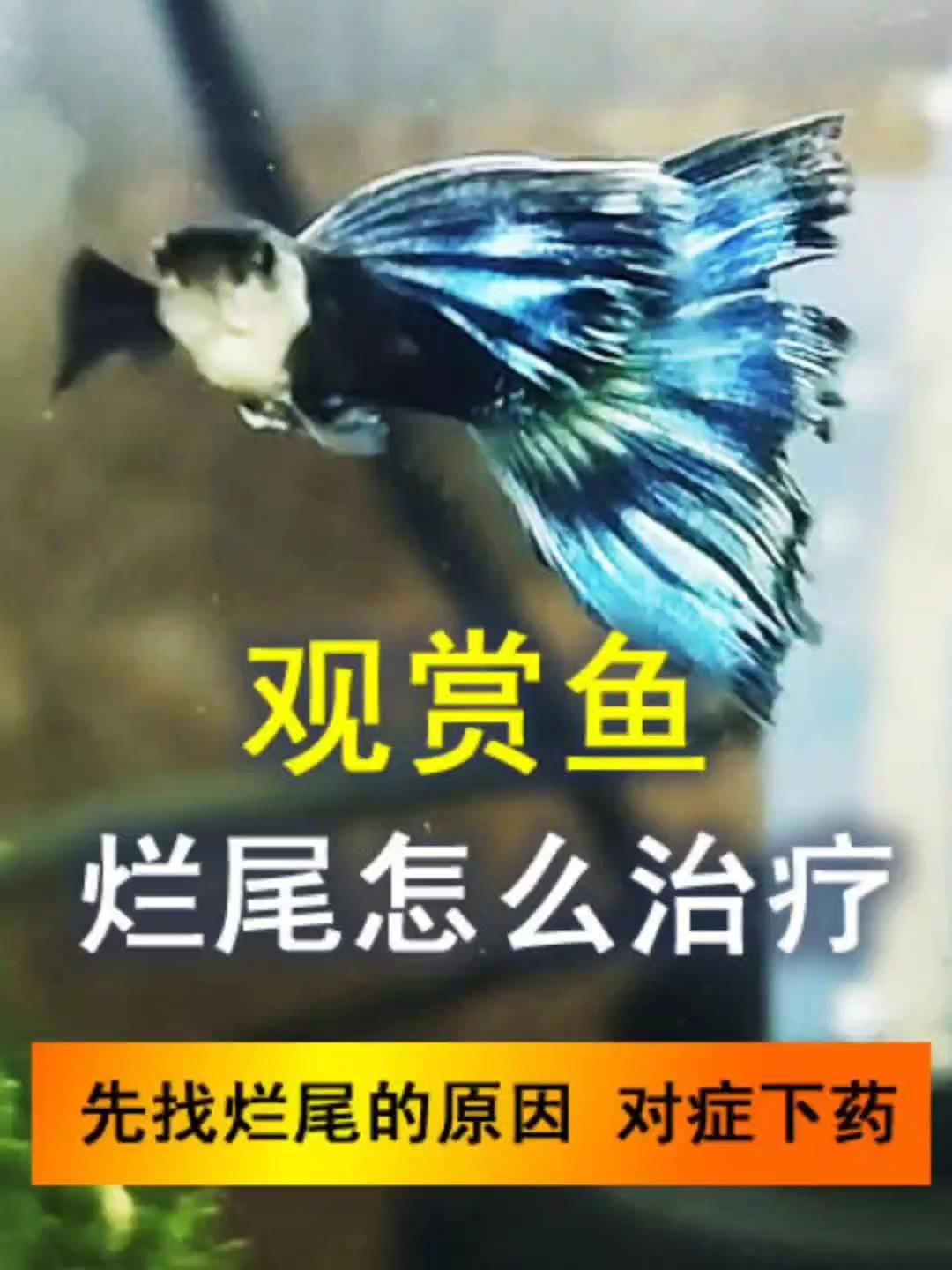 魚爛尾用什么藥治療，觀賞魚爛尾用什么藥治療魚爛尾用什么藥治療魚爛尾最有效