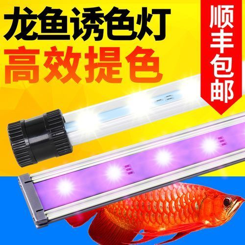 如何選擇適合紅龍魚的專業水族燈，如何選擇一款適合紅龍魚的專業水族燈