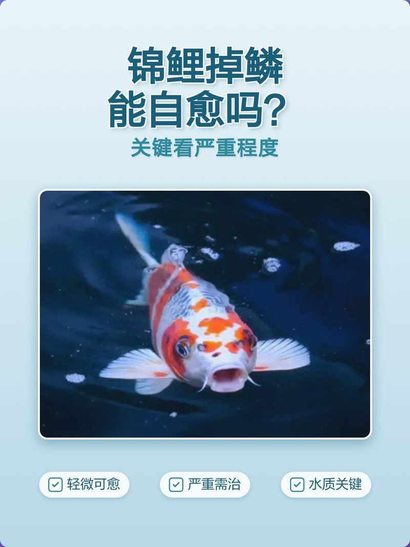金魚魚鱗脫落露肉能自愈嗎，如何判斷金魚魚鱗脫落露肉后多久會恢復 金魚魚鱗脫落露肉能自愈嗎，如何判斷金魚魚鱗脫落露肉后多久會恢復 龍魚百科 第3張
