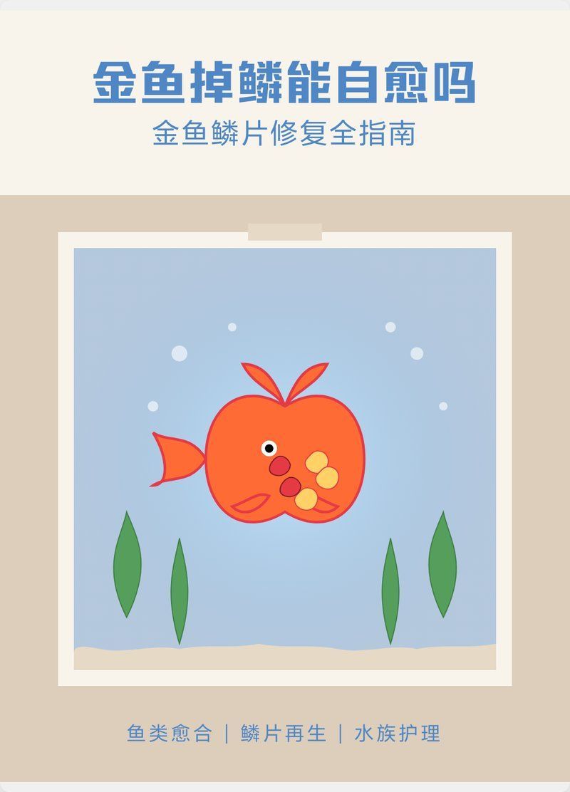 金魚魚鱗脫落露肉能自愈嗎，如何判斷金魚魚鱗脫落露肉后多久會恢復 金魚魚鱗脫落露肉能自愈嗎，如何判斷金魚魚鱗脫落露肉后多久會恢復 龍魚百科 第2張
