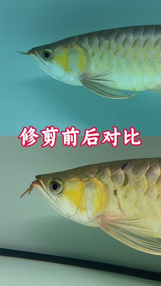 如何預防紅龍魚凸眼病，新手必看|觀賞魚常見疾病治療指南