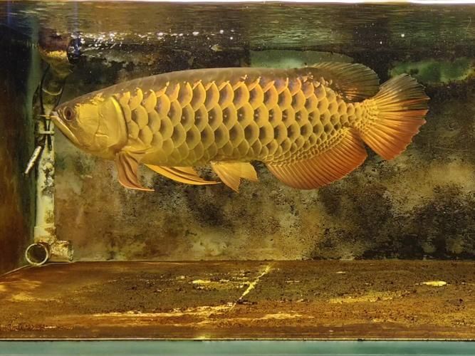 如何判斷龍魚是否適合投喂沉底飼料？，如何判斷龍魚是否適合投喂沉底飼料
