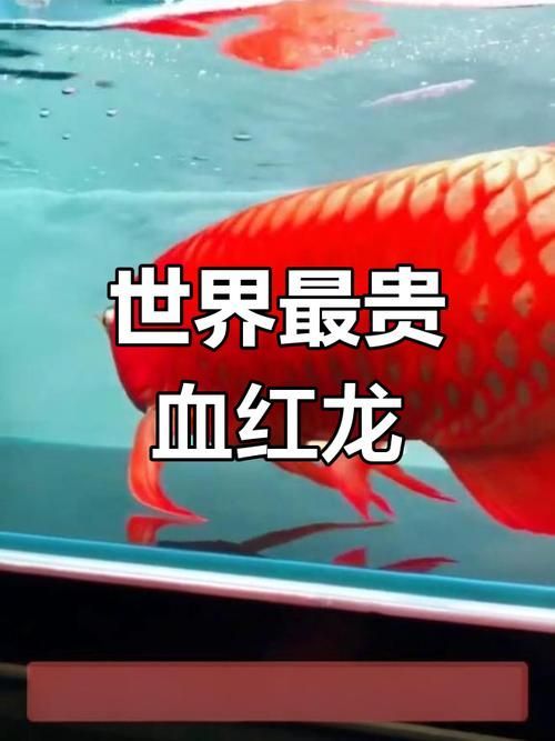 頂級紅龍魚什么顏色貴，頂級紅龍魚什么顏色貴，辣椒紅龍魚最貴