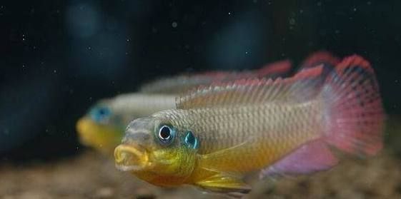 翡翠鳳凰魚，翡翠鳳凰魚用戶要求詳解“翡翠鳳凰魚”并要求1000字描述