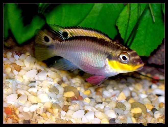 翡翠鳳凰魚，翡翠鳳凰魚用戶要求詳解“翡翠鳳凰魚”并要求1000字描述