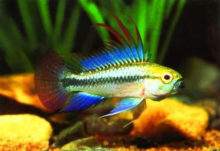 翡翠鳳凰魚，翡翠鳳凰魚用戶要求詳解“翡翠鳳凰魚”并要求1000字描述