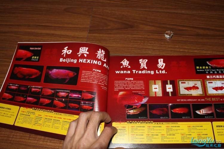 龍魚專刊最新一期2024年在哪里可以觀看？，“龍魚專刊”2024年最新一期2024年在哪里可以觀看