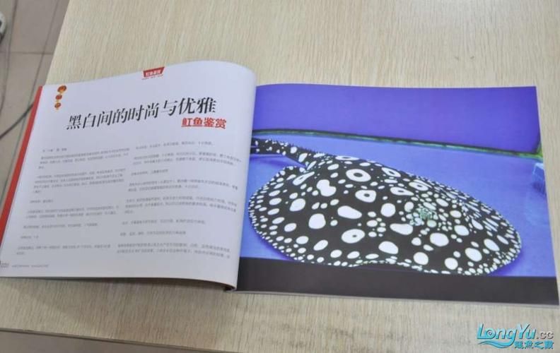 龍魚專刊最新一期2024年在哪里可以觀看？，“龍魚專刊”2024年最新一期2024年在哪里可以觀看