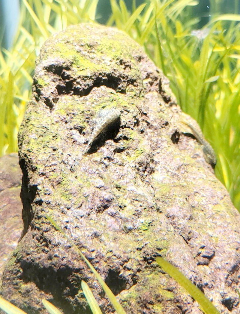 哪種方法去除魚缸綠水最有效？，生活日記，魚缸水變綠11個方法教你解決萌寶糖 哪種方法去除魚缸綠水最有效？，生活日記，魚缸水變綠11個方法教你解決萌寶糖 龍魚百科 第3張
