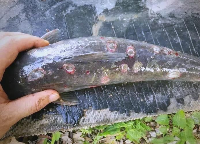魚身上潰爛如何治療最有效，關于魚身上潰爛病治療
