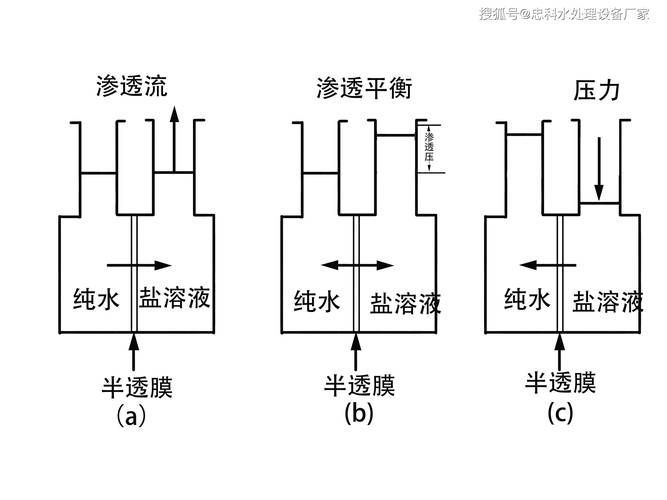 如何判斷魟魚是否需要換水？，如何判斷魟魚是否需要換水 如何判斷魟魚是否需要換水？，如何判斷魟魚是否需要換水 龍魚百科 第13張