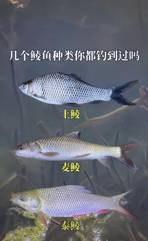 廣東觀魚釣場有哪些特色魚種，圖鑒廣東觀魚釣場
