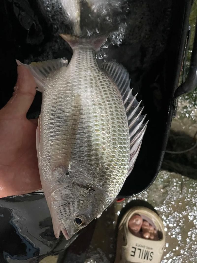 廣東觀魚釣場有哪些特色魚種，圖鑒廣東觀魚釣場