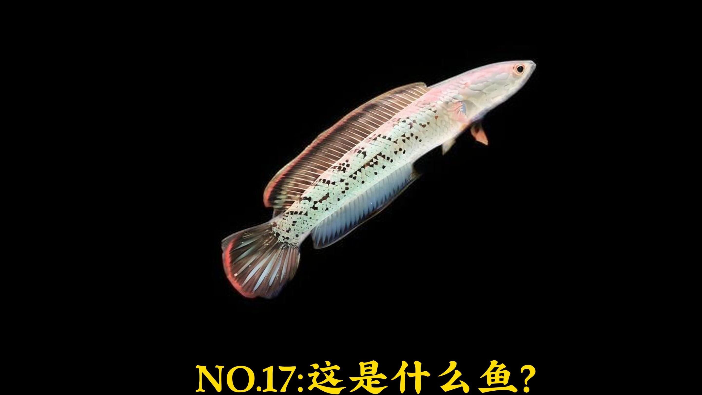 給我推薦一些中型雷龍魚品種，中型雷龍魚品種 給我推薦一些中型雷龍魚品種，中型雷龍魚品種 龍魚百科 第2張