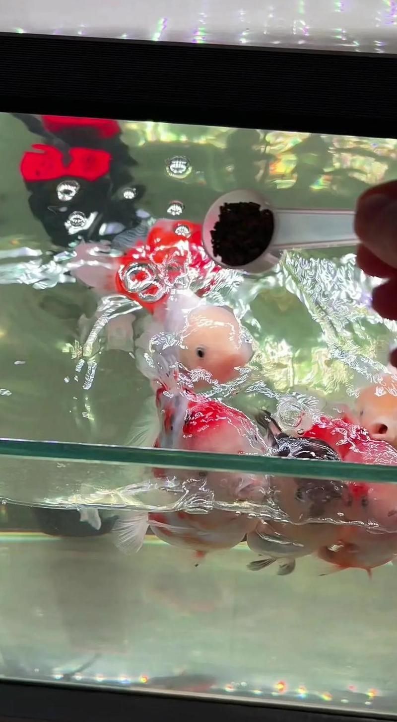 觀賞魚一次喂多少合適？，觀賞魚一次喂多少合適