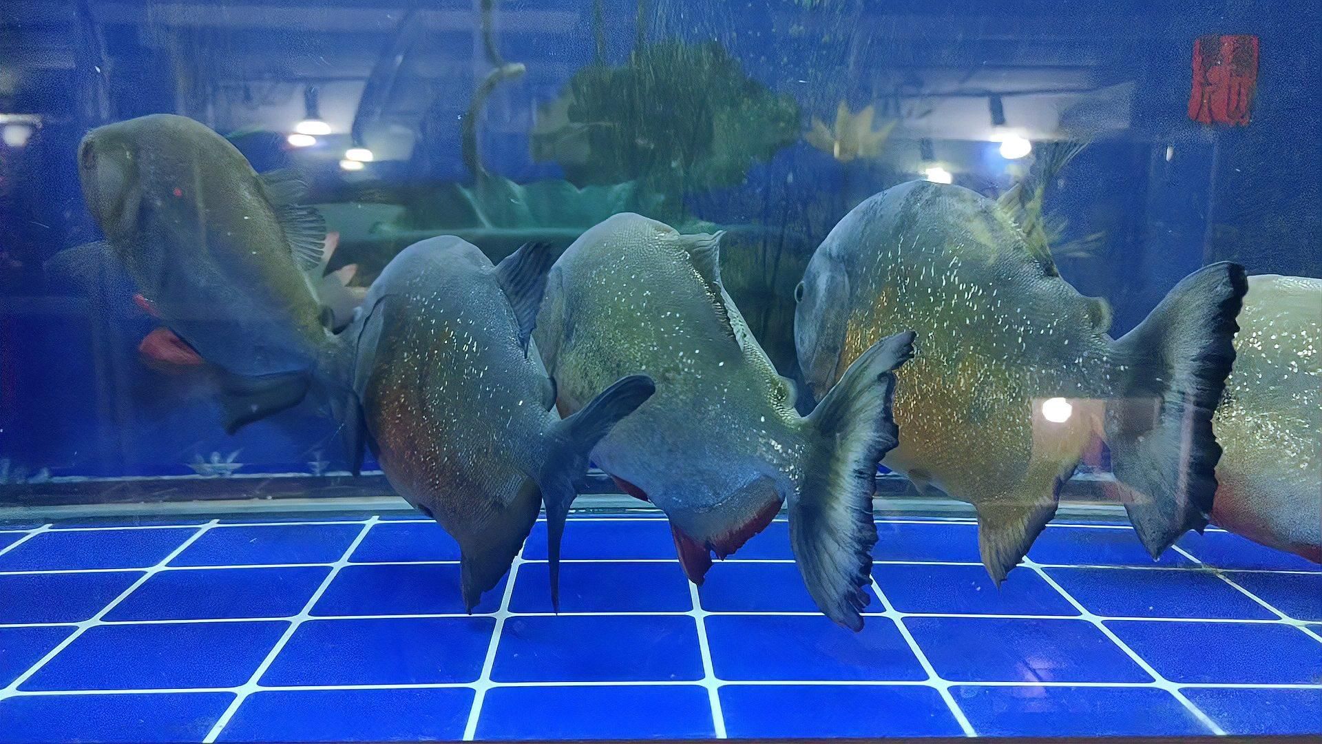 如何判斷小魚是否吃飽，判斷小魚是否吃飽的方法