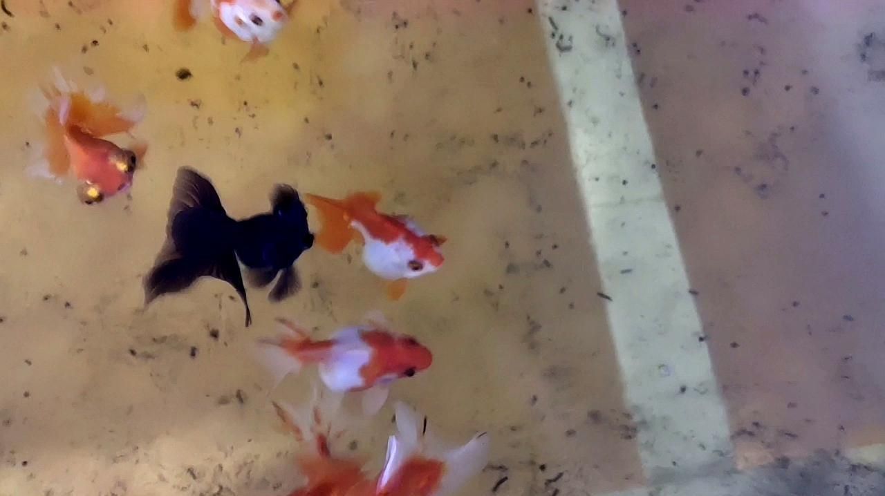 如何判斷魚身紅血絲是否嚴重，如何判斷魚身紅血絲的嚴重程度
