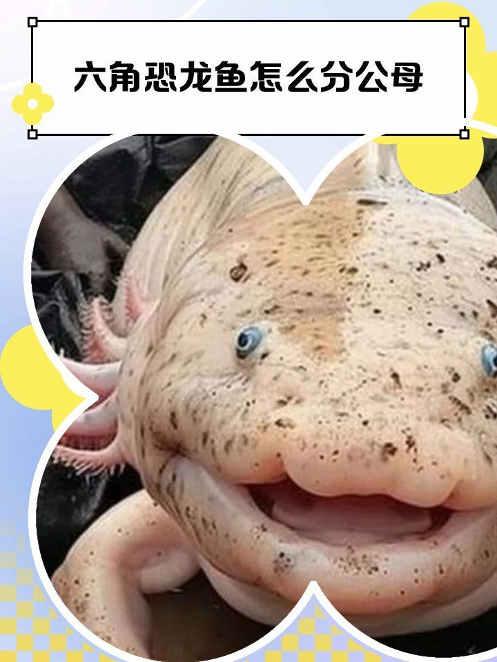 如何區(qū)分六角龍的性別，六角恐龍魚分公母指南萌寵樂(lè)園六角恐龍魚分公母指南