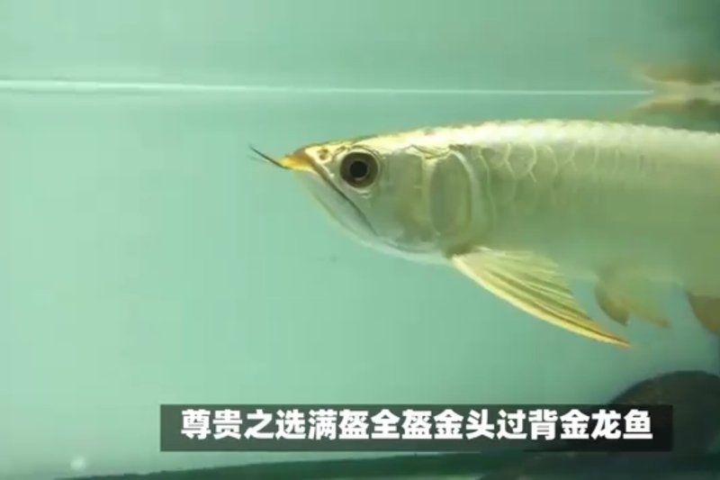 祥龍魚場有賣哪些龍魚？，廣州龍魚祥龍魚場
