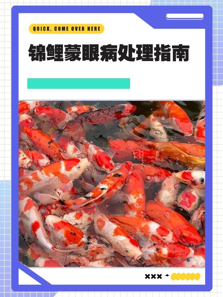 如何判斷錦鯉蒙眼是否嚴重，錦鯉蒙眼怎么辦
