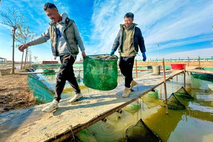 玉門龍魚養(yǎng)殖有哪些成功案例？