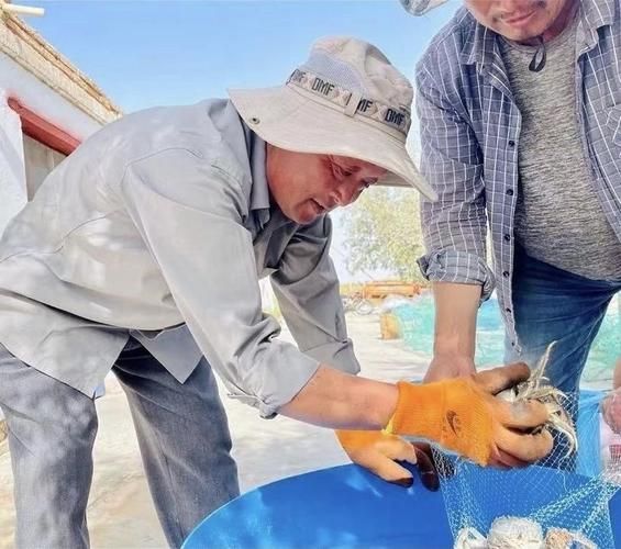 玉門龍魚養(yǎng)殖有哪些成功案例？
