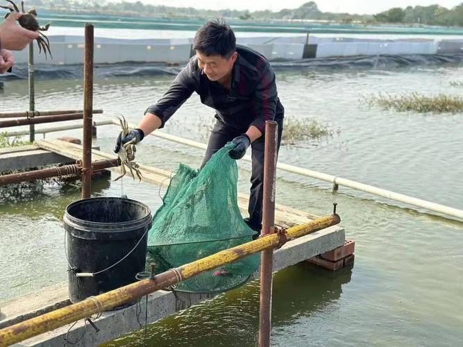 玉門龍魚養(yǎng)殖有哪些成功案例？