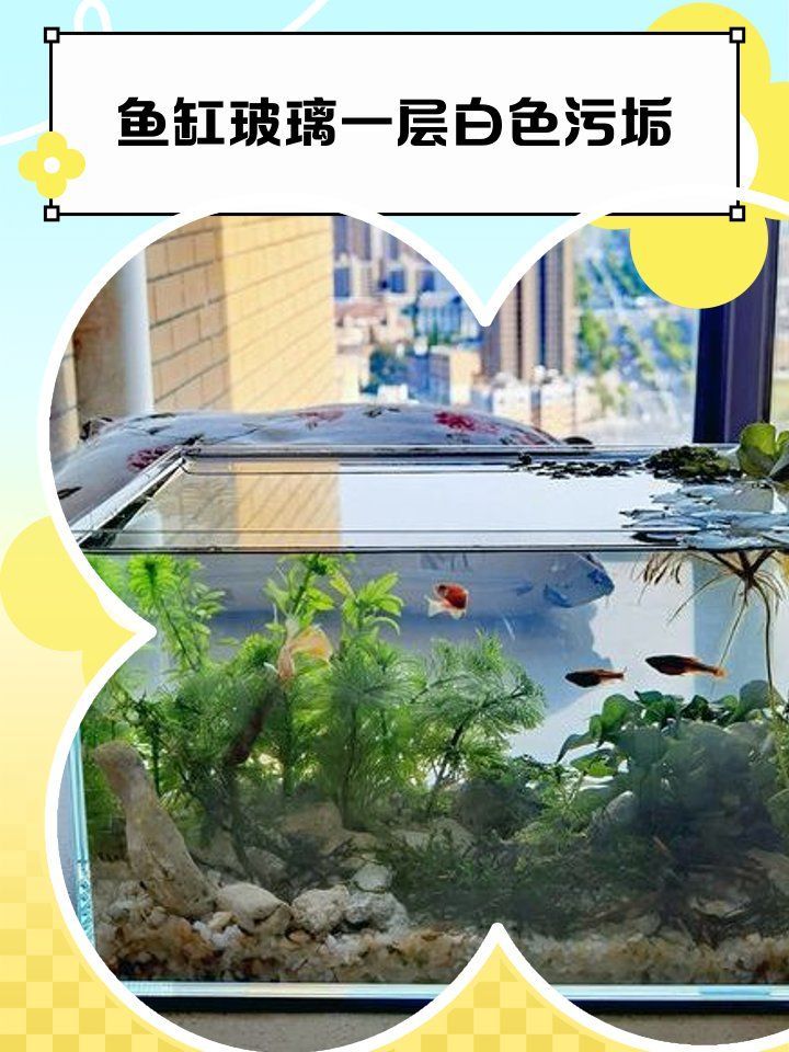 如何判斷魚缸是否需要清洗？，arxiv論文助手判斷魚缸是否需要清洗魚缸水質(zhì)安全范圍