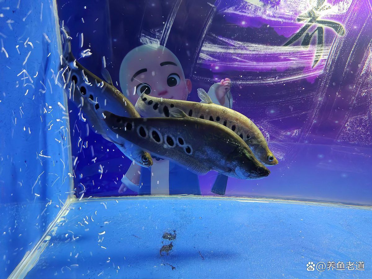 如何判斷魚缸是否需要清洗？，arxiv論文助手判斷魚缸是否需要清洗魚缸水質(zhì)安全范圍