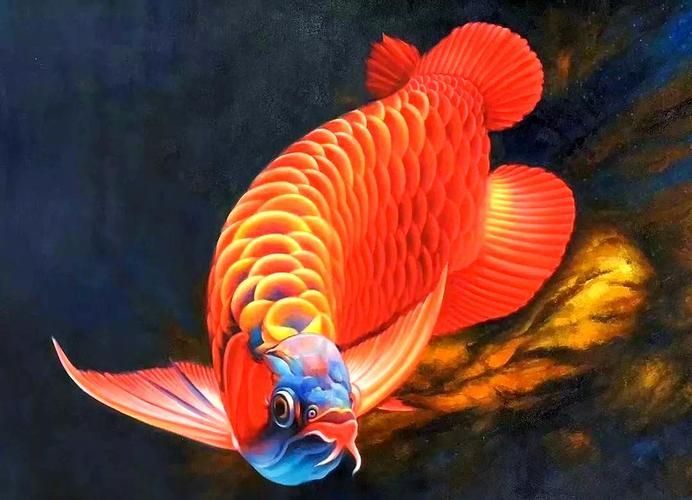 給我一些紅龍魚的照片，紅龍魚品種對比表，紅龍魚鰓蓋腐爛會自愈嗎，龍魚鰓蓋腐爛會自愈嗎