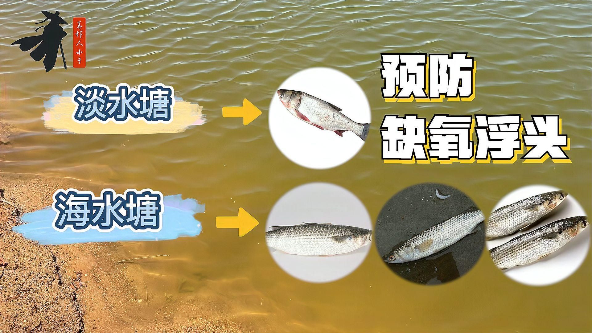 下雨后如何預防魚類浮頭，下雨后魚類浮頭怎么辦