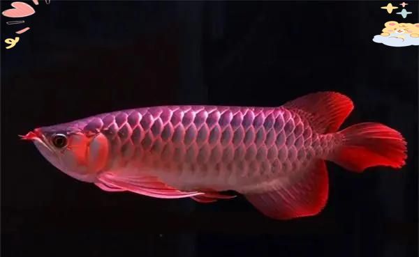 龍魚炸鱗是什么原因，魏pay醬旅行記，龍魚炸鱗的三大原因及治療方法