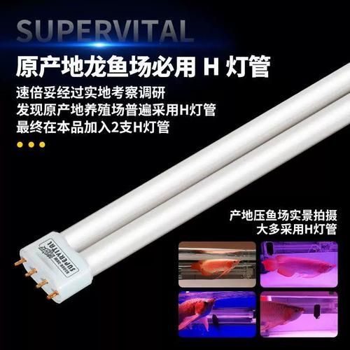 哪種類型的龍魚燈性價比最高？，哪種類型的龍魚燈性價比最高