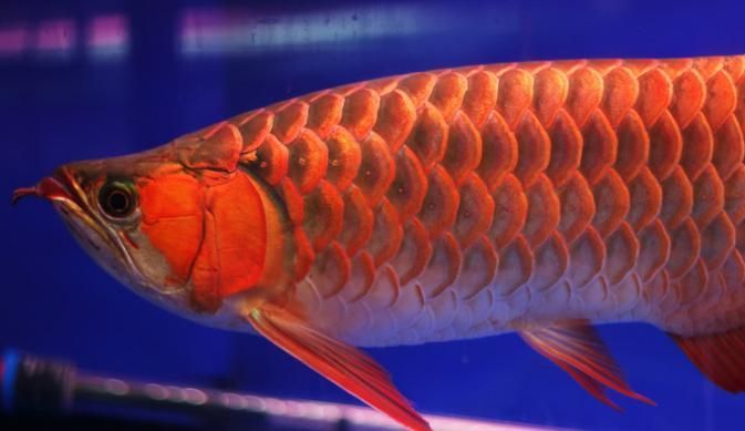 給我推薦一些紅龍魚的品種，紅龍魚怎么養(yǎng)？