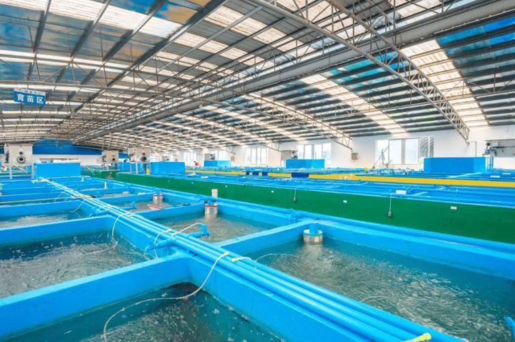 道道全、金龍魚和祥龍魚場各有什么特點？，道道全、金龍魚、祥龍魚場各有什么特點？