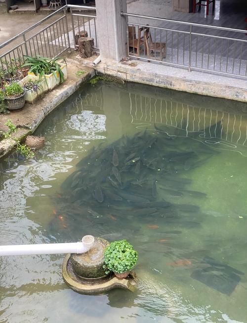 道道全、金龍魚和祥龍魚場各有什么特點？，道道全、金龍魚、祥龍魚場各有什么特點？